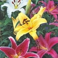 thumbnail image 3 of Mixed Colors Oriental Lily (3 Bulbs) - Flourishing Venture, 3 of 5