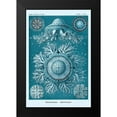 thumbnail image 2 of Haeckel, Ernst 11x14 Black Modern Framed Museum Art Print Titled - Haeckel Nature Illustrations: Jelly Fish - Blue-Green Tint, 2 of 5