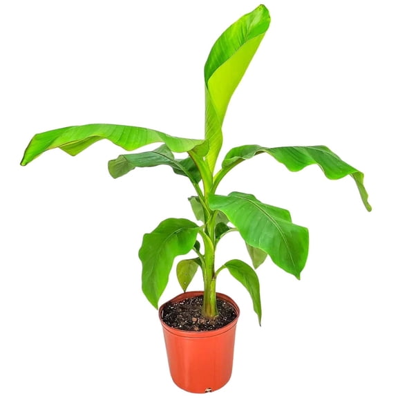 Tropical Plants of Florida 36" to 48" Cold Hardy Basjoo Banana Tree; Partial Sunlight, Foliage Plant, Growers Pot
