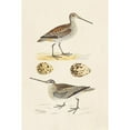 thumbnail image 3 of Morris 17x24 Black Modern Framed Museum Art Print Titled - Sandpipers and Eggs III, 3 of 5