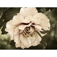 thumbnail image 2 of Perry, Rachel 32x25 White Modern Wood Framed Museum Art Print Titled - Golden Era Peony IV, 2 of 4
