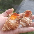 thumbnail image 3 of Aquarium Fishing Net Conch Large Natural Seashells Nautical Specimen Shell N7X6, 3 of 9