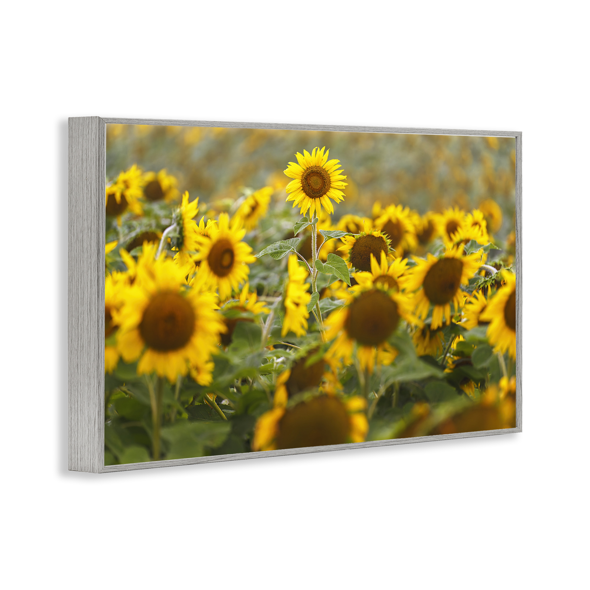 Central Sunflower in Meadow Gray Framed Giclee Art, design by Andy Crawford