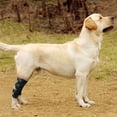 thumbnail image 3 of Pet knee brace, foot brace, leg brace sheath, 3 of 5