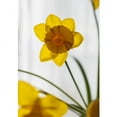 thumbnail image 4 of Artificial Silk Yellow Faux Daffodil Flower Stem 19" Tall, 4 of 7
