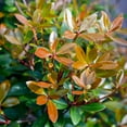 thumbnail image 2 of Southern Living Bronze Beauty Cleyera Live Shrub in 3-Gallon Grower Pot, 2 of 8