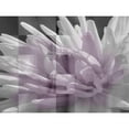 thumbnail image 3 of Bartola 14x12 Black Modern Framed Museum Art Print Titled - Checkered Dhalia, 3 of 5