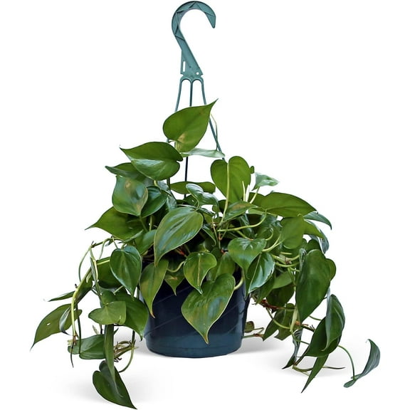 Live Heartleaf Philodendron, Office Plant, Plant Lover Gift, Birthday Gift, Plant Mom Dad Gift, Live Potted Houseplant in 8" Hanging Basket