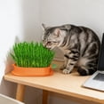thumbnail image 4 of Carrot Shaped Cat Grass Planter No Soil Hydroponic Catnip Growing Kit For Indoor Cats Wheatgrass Planting Pot With Box, 4 of 6