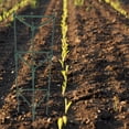 thumbnail image 1 of FESTFENDS 1 Set Plant Support Garden Tomato Cages Simple Design Green Iron For Gardening Novices, 1 of 7