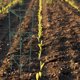 thumbnail image 4 of unbranded 1Jgo Jaula Para Jardin Con Estacas De Resistente Para Cultivo Vertical, 4 of 8