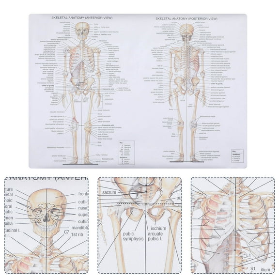 GOOHOCHY Physiology Human Anatomy Poster Science Anatomy Poster Student 70X50CM