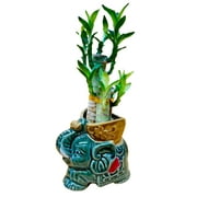 Lucky Lotus Bamboo Elephant in Ceramic Vase includes River Rocks