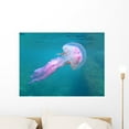 thumbnail image 1 of Mediterranean Jellyfish near Surface Wall Decal by Wallmonkeys Peel and Stick Graphic (24 in W x 18 in H) WM171924, 1 of 4