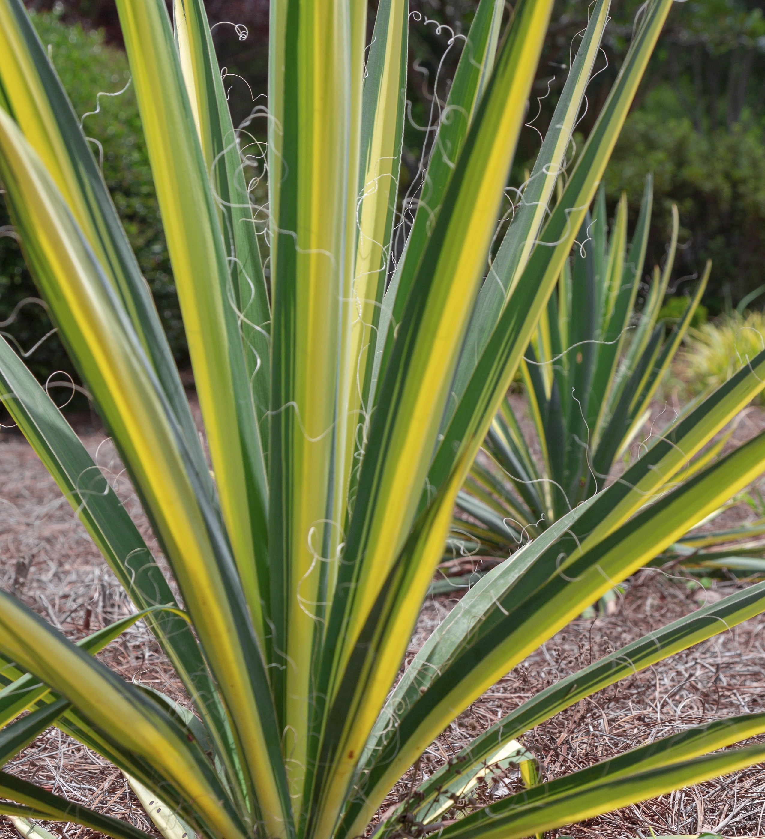 Southern Living Color Guard Yucca Live Shrub in 1.5-Gallon Grower Pot