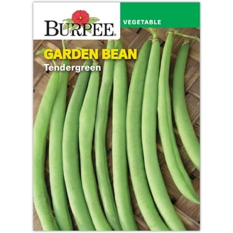 1000 Connecticut Broadleaf Tobacco Seeds ~ Heirloom Non-GMO Nicotiana  Tabacum
