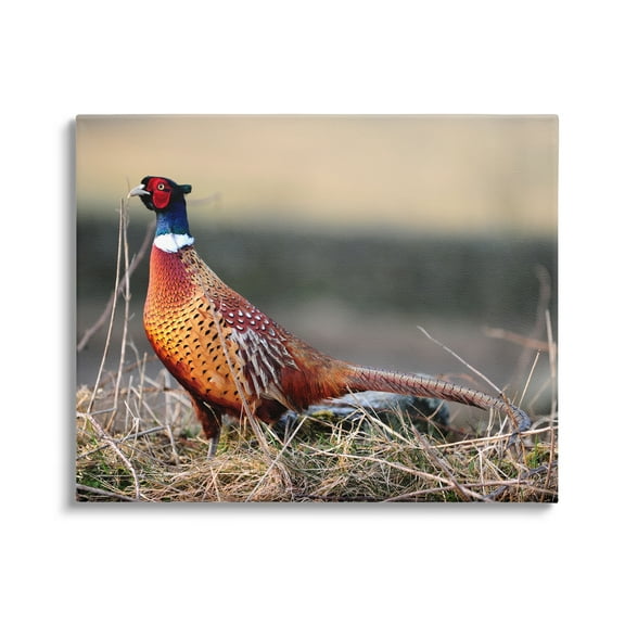 Stupell Industries Lone Pheasant Bird Grassy Forest Floor Wildlife Photograph Gallery Wrapped Canvas Print Wall Art, Design by James Dobson