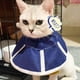 thumbnail image 4 of Collar suave de recuperación para gatos, collar cónico para gatos, collar Elizabeth de tela no tejida, collar protector para curación de heridas especialmente diseñado para gatos, 4 of 8