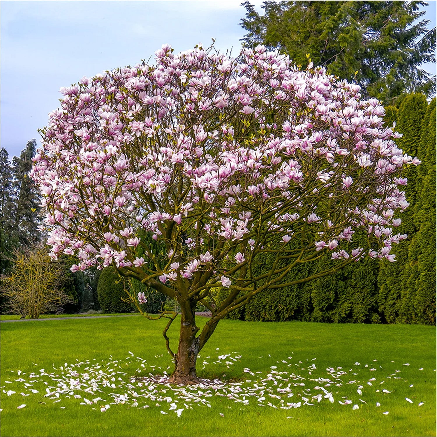 Expert Gardener 4-5' Magnolia Japanese Little Mimi (Patience™ Series) Live Tree in 2 gal. Grower Pot