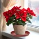 thumbnail image 4 of unbranded 20Ud De Plástico Roja Estable Para Macetas Pequeñas Ideal Para Plantas Y, 4 of 7