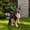 Black+Brown, variant on 11.81" H Garden Pedestal Statue with Bow Design,Weatherproof Outdoor Pedestal for Sculptures,Suitable for Garden Decoration,White