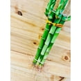 thumbnail image 4 of 8&rdquo; Lucky Bamboo Plants 5 Stem Arrangements, 4 of 6