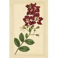 thumbnail image 2 of Curtis 17x24 Black Ornate Wood Framed with Double Matting Museum Art Print Titled - Floral Varieties II, 2 of 4