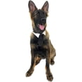 thumbnail image 5 of Midlee Formal Black Dog Tie 19-23" Neck (X-Large), 5 of 5