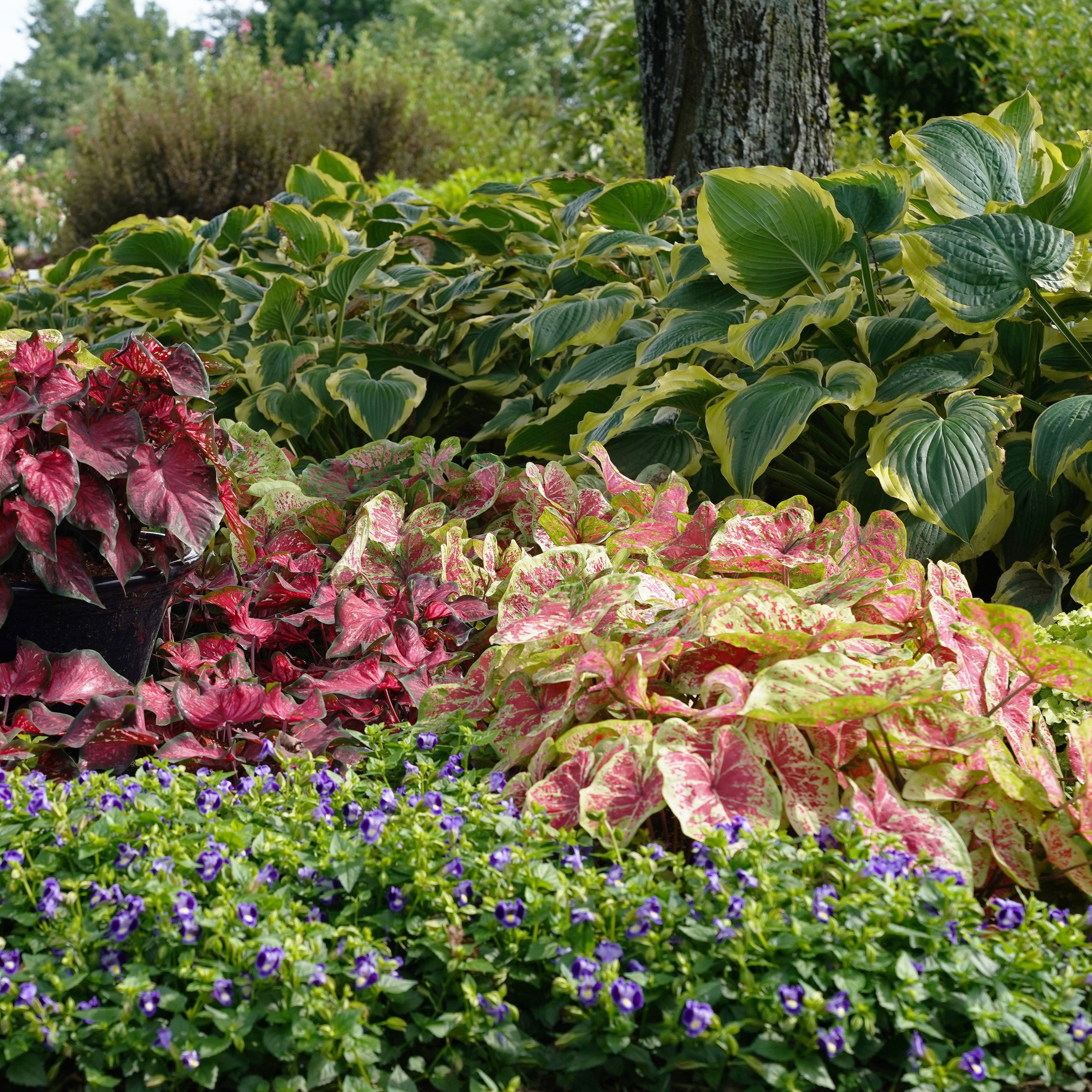 Proven Winners 6" Shadowland 'Seducer' Hosta Live Plant in 6.5" Pot