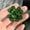 Green, variant on 1Pc Rhinestone Clover Brooches For Women Green And Red Color Pin Plant Jewe-Green