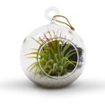 thumbnail image 4 of 6 Pcs Mini 3" Hanging Ornament Tea Light Holder / Terrarium by WGV, 4 of 8