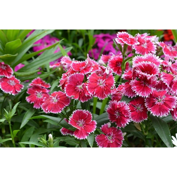 Popular Garden Flowers Wall Art Chart Poster Paper Laminated in various sizes
