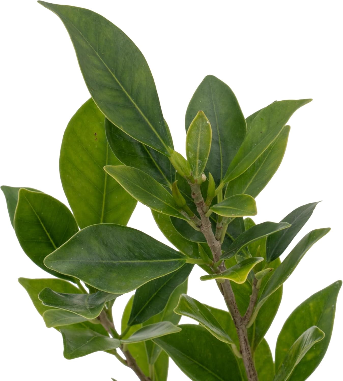 3 Indian Laurel Figs – Live Ficus Nitida Plant – Hardy Evergreen Tree in 2.5” Nursery Cubes – Fast-Growing & Highly Adaptable for Hedges, Screens & Shade