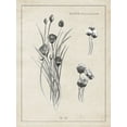 thumbnail image 2 of Gaynor, Janice 12x14 Black Ornate Wood Framed with Double Matting Museum Art Print Titled - Latin Botanicals III, 2 of 4