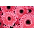 thumbnail image 2 of Erin Berzel 14x11 White Modern Wood Framed Wall Art Titled - Pink Gerbera Daisies III, 2 of 5
