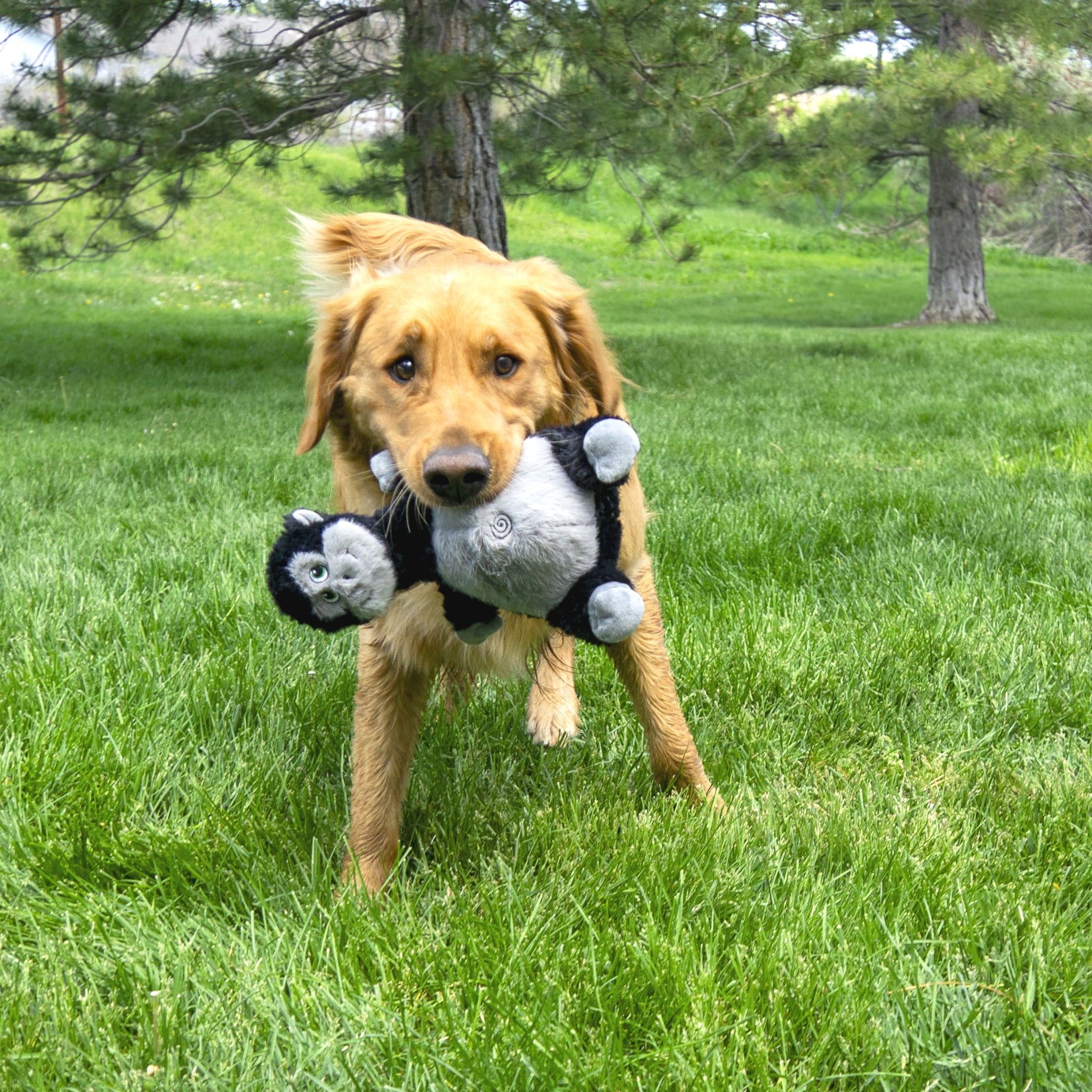 KONG® Knots Squeaker Dog Toy, Belly Gorilla, Medium/Large