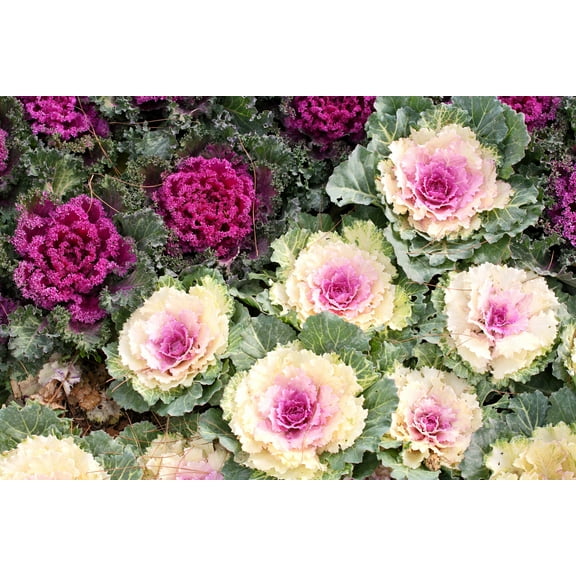 50 Seeds MIXED ORNAMENTAL CABBAGE Flowering Cabbage Brassica Oleracea Seeds