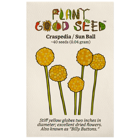 Plant Good Seed Craspedia Flower Seed Yellow Perennial Drumstick Flower Billy Buttons Dried Bouquet Plant Good Seed Craspedia Flower Seed Yellow Perennial Drumstick Flower Billy Buttons Dried Bouquet