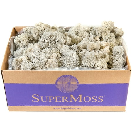 Preserved Reindeer Moss 3lb - Natural