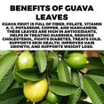 thumbnail image 4 of Naturalike African Dried Guava Leaves 1oz - Organic Guava Whole Leaf - 100% Natural Delicious Herbal Tea - Non-GMO, Vegan, Gluten-Free - Premium Leaves for a Healthy Lifestyle - 28grams, 4 of 6
