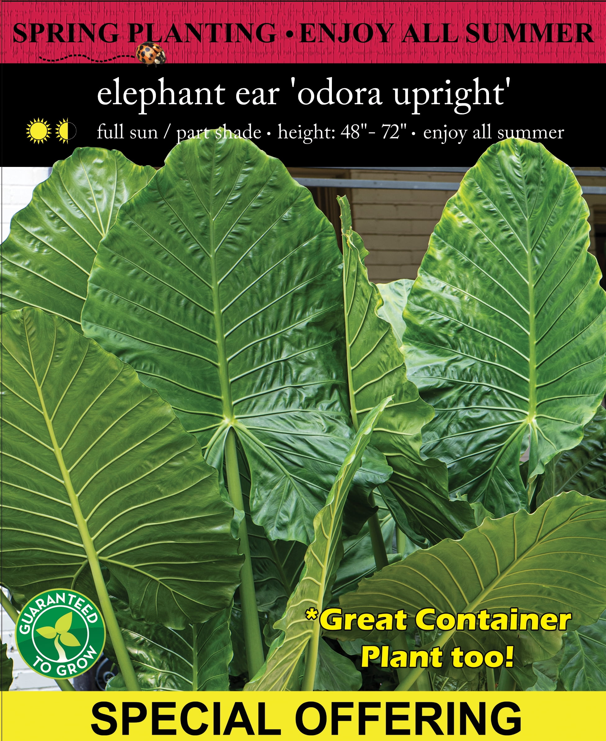 Elephant Ear, Upright, Alocasia macr. Ofora, Full Sun, Annual, 1 Pack
