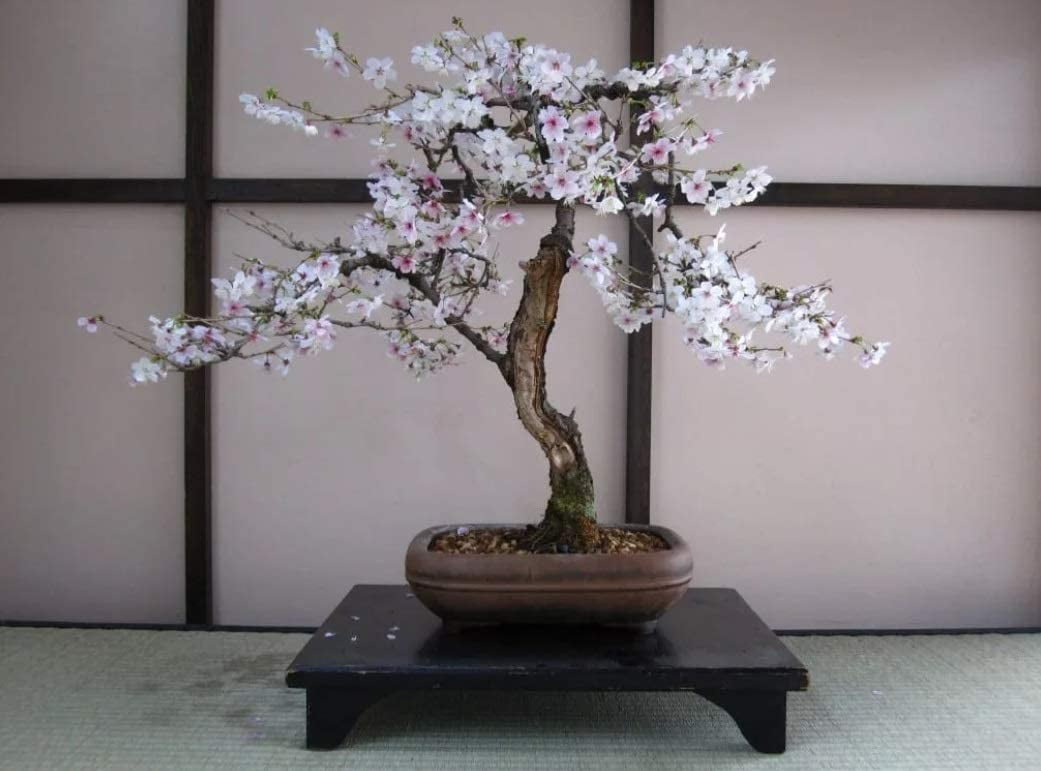 Bonsai Black Cherry Tree Seeds 20 Seeds Grow a Fruit Bearing Bonsai