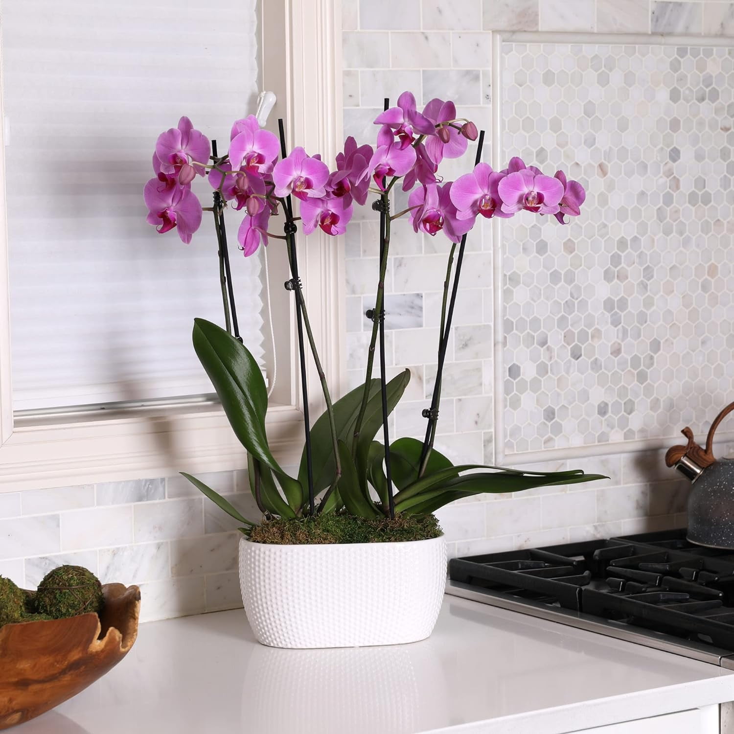 Just Add Ice 16-30" Watercolor Pink Premium Orchid Duo Live Plants in 10" White Dot Ceramic Planter, House Plant