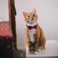 thumbnail image 2 of Collars for Cats, Collar with Bell and Bow Tie with Safety Buckle, Adjustable Collars for Kittens and Cats, 3PCS Anti-Strangulation Collar for Cats, 2 of 5