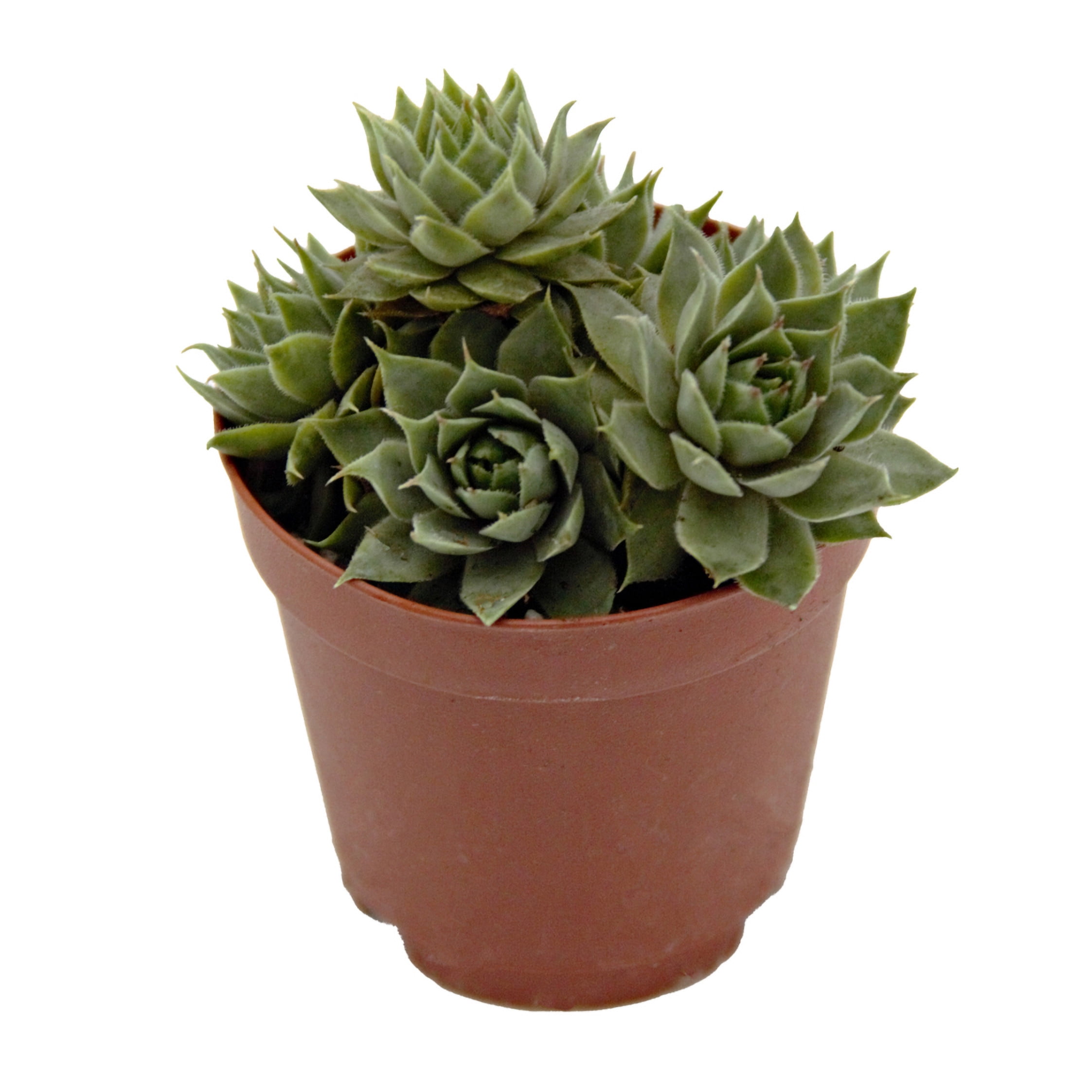 ReptiCulture Assorted Sempervivum - Desert 2" Pot 3 pk
