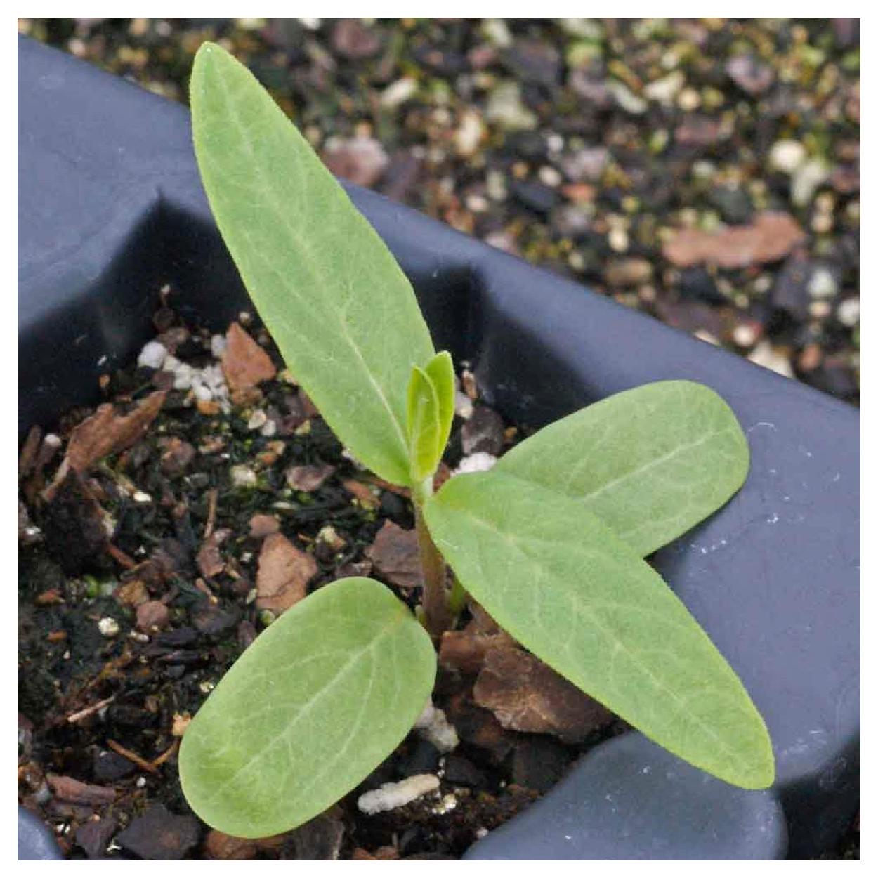 Everwilde Farms - 1/4 lb Swamp Milkweed Native Wildflower Seeds - Gold Vault Bulk Seed Packet