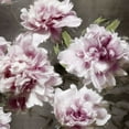 thumbnail image 2 of Sullivan, Shawna 20x20 Black Ornate Wood Framed with Double Matting Museum Art Print Titled - Peonies Bouquet I, 2 of 4