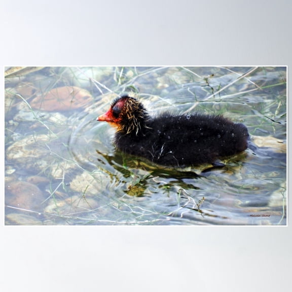 Baby Coot Poster Wall Art, Modern Wall Decor For Living Room Bedroom, 8x12 UNFRAMED