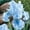B, variant on Iris For Planting - Suitable for Courtyard Gardening - Deer Resistant Variegated Foliage Plants for Borders - Plant Hangers