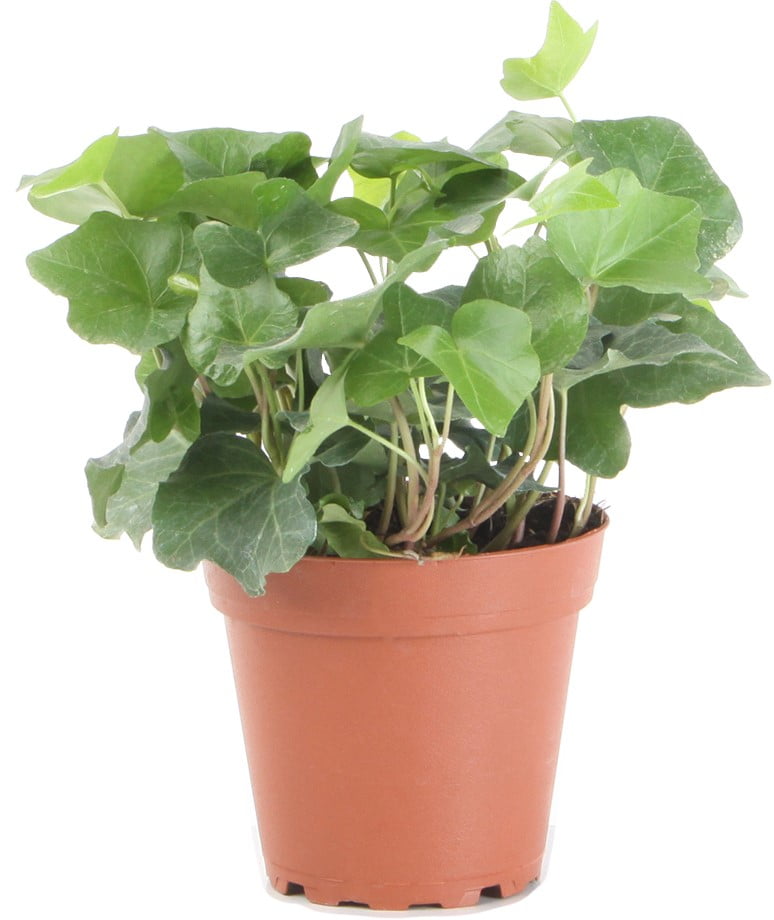 Costa Farms Live Indoor 7in Ivy In Grower Pot Walmart Com Walmart Com